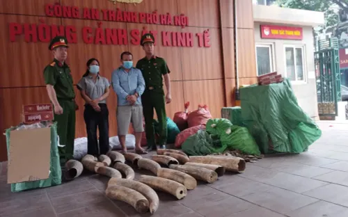 Công an Hà Nội khởi tố nhóm đối tượng buôn lậu 242 kg ngà voi và gần 70.000 bao thuốc lá