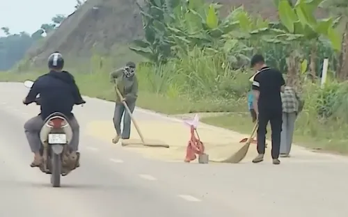 Hiểm nguy từ tình trạng phơi thóc, lúa trên lòng đường giao thông
