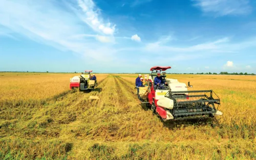 Gạo 'xanh' vẫn phải cạnh tranh bằng chất lượng