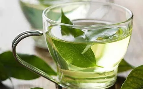 Uống nước lá vối có tốt không? Công dụng và lưu ý khi sử dụng