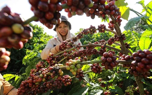 Bản tin nông sản hôm nay (24-5): Giá cà phê tăng