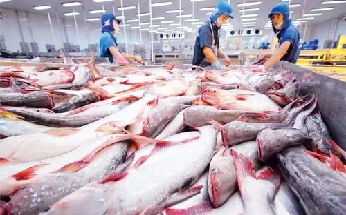Xuất khẩu cá tra tăng trưởng tích cực, giá bán duy trì ở mức cao