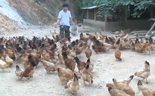 Nông dân thích ứng với nắng nóng 
