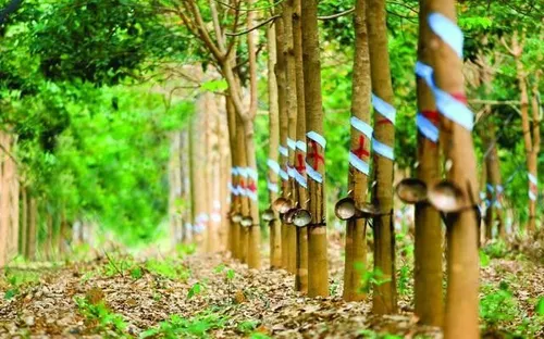 Giá cao su tăng mạnh, nông dân kỳ vọng mùa bội thu