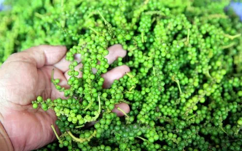 Bản tin nông sản hôm nay (27-5): Giá cà phê ổn định, giá hồ tiêu giảm mạnh