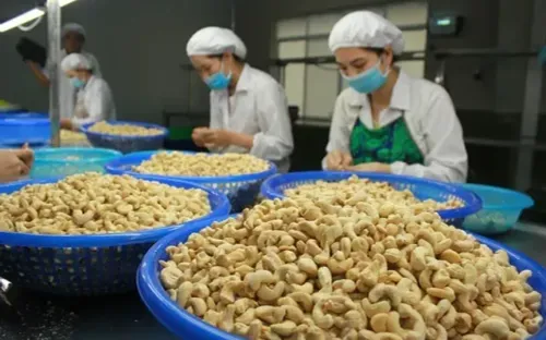 Ngành điều Việt Nam đối mặt nghịch lý nhập khẩu vượt xuất khẩu