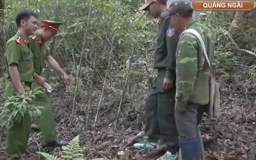 Ngăn chặn nạn trộm sâm Ngọc Linh ở vùng núi cao Quảng Ngãi
