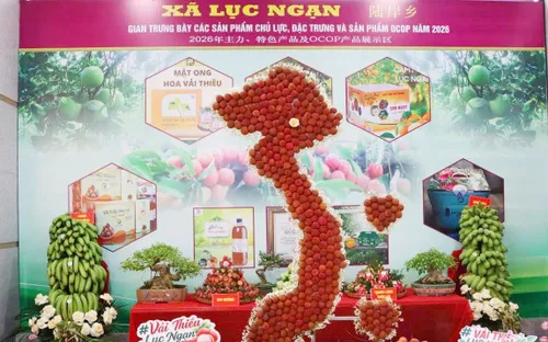 Bắc Ninh thúc đẩy tiêu thụ vải thiều và nông sản OCOP, hướng tới xây dựng thương hiệu nông sản bền vững