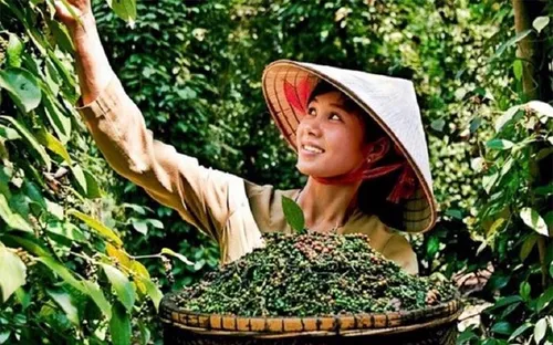 Bản tin nông sản hôm nay (28-5): Giá cà phê trong nước bật tăng