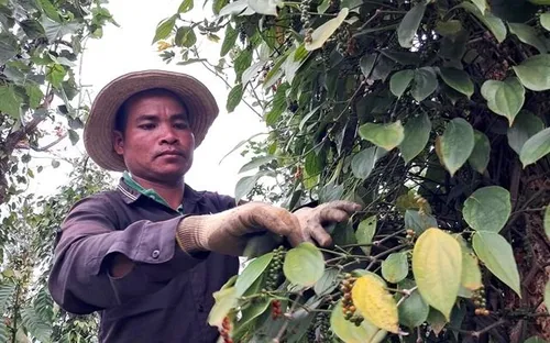 Xuất khẩu hạt tiêu bật tăng, Mỹ mua mạnh trở lại