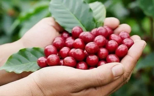 Giá cà phê trong nước giảm tuần đầu tiên sau chuỗi tăng, gạo xuất khẩu Việt Nam chịu áp lực cạnh tranh