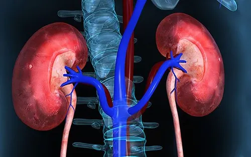 4 dấu hiệu cho thấy thận đang hoạt động khỏe mạnh
