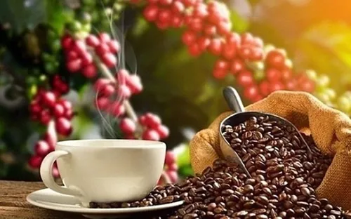 Bản tin nông sản hôm nay (1-6): Giá cà phê trong nước chấm dứt chuỗi tăng