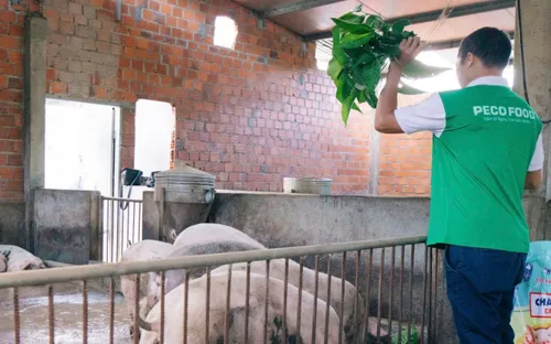 Peco Food và Hành trình Kiến tạo Chuỗi Thực phẩm Sạch: Từ Trang trại đến Bàn ăn