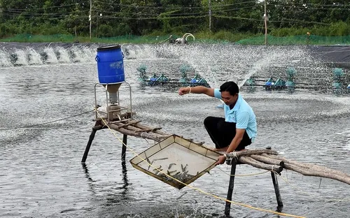 Điểm nghẽn dữ liệu của ngành tôm Đồng bằng sông Cửu Long