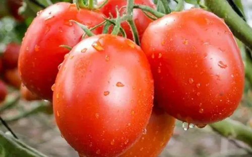 Giá cà chua tại Mỹ tăng 40%, phản ánh áp lực lạm phát ngày càng rõ nét
