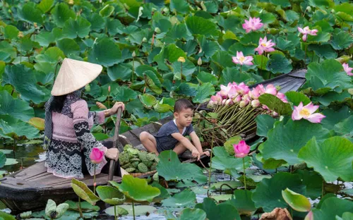 Đồng Tháp mở hội sen, quảng bá ngành hàng hơn 1.900 tỉ đồng/năm