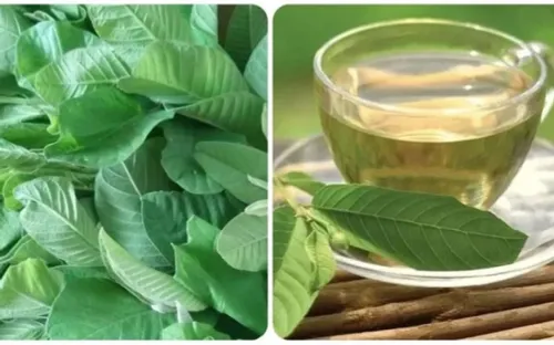 Từ loại lá quen thuộc trong vườn nhà đến tâm điểm nghiên cứu khoa học về sức khỏe