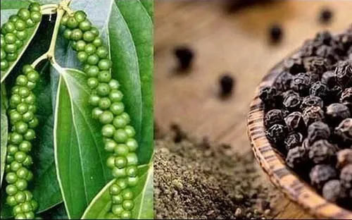 Bản tin nông sản hôm nay (4-6): Giá cà phê tăng trở lại, giá hồ tiêu ổn định