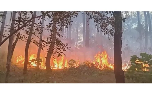 Cháy rừng mùa nắng nóng: Cảnh báo từ sự bất cẩn và trách nhiệm cộng đồng