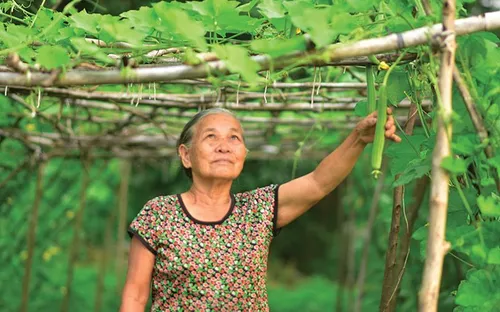Xây dựng hệ sinh thái "kinh tế bạc": Khơi thông nguồn lực từ người cao tuổi