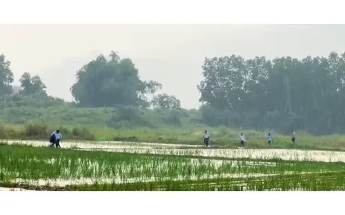 Nạn săn bắt chim yến tại Khánh Hòa - Đâu là giải pháp?