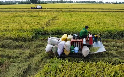 Gạo xuất khẩu tăng lượng nhưng giảm giá