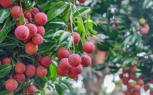 Ăn vải khi bụng đói có thể dẫn đến hôn mê, đây là nguyên nhân ít người biết