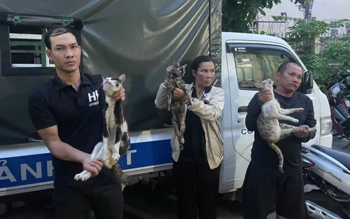 Hơn 500 con mèo bị nhốt chờ bán: Công an triệt phá đường dây hoạt động suốt 3 năm