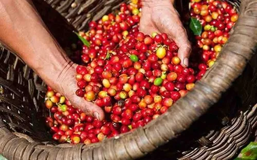 Bản tin nông sản hôm nay (11-6): Giá hồ tiêu khởi sắc, giá cà phê giảm