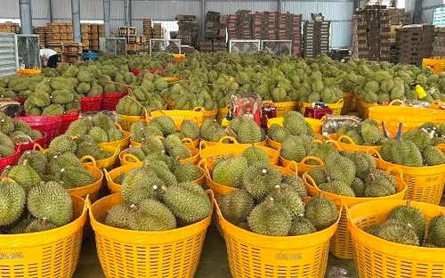 Lâm Đồng tăng cường kiểm soát mã số vùng trồng sầu riêng để ngăn gian lận xuất khẩu