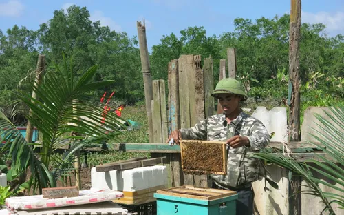Khai thác hiệu quả tiềm năng kinh tế dưới tán rừng