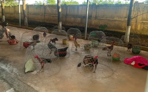 Đột kích trường gà quy mô lớn ở Gia Lai, bắt quả tang 31 người sát phạt ăn tiền