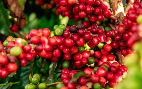 Giá cà phê trong nước tăng vọt, tiến gần mốc 90.000 đồng/kg
