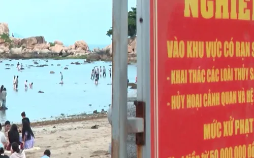 Áp lực bảo tồn san hô vịnh Nha Trang mùa du lịch hè