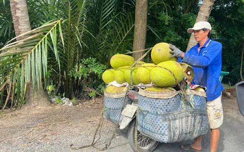 Trái cây lại rơi vào cảnh được mùa mất giá