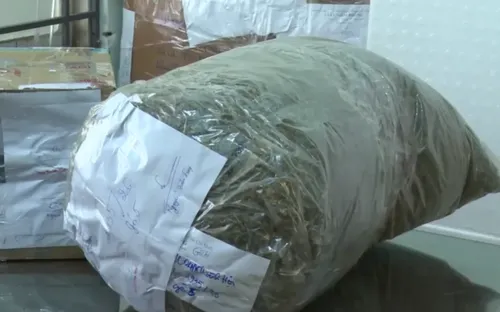 Triệt phá đường dây trồng và buôn bán cần sa quy mô lớn, ngụy trang như trà khô để tiêu thụ liên tỉnh