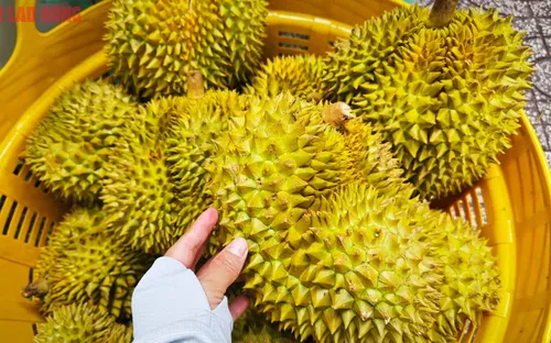 Giá sầu riêng lao dốc, nhà vườn miền Tây chật vật tìm đầu ra