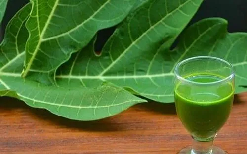 Lá đu đủ có tốt cho sức khỏe không?