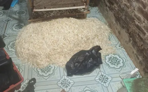 Dùng chất cấm sản xuất gần 800kg giá đỗ, chủ cơ sở ở Hưng Yên bị khởi tố.