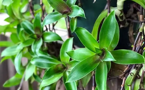 Tác dụng của cây lược vàng đối với sức khỏe: Thảo dược dân gian nhiều người quan tâm