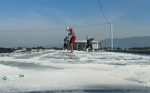 Ngành muối Việt Nam đang đứng trước cơ hội bứt phá nhờ giá trị xuất khẩu gia tăng