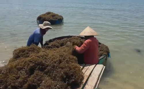 Đà Nẵng: Phát triển kinh tế bền vững từ nguồn lợi rong mơ tự nhiên tại xã đảo Tam Hải