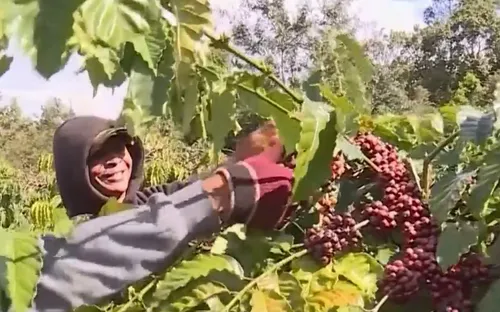 Xây dựng Buôn Ma Thuột thành Thủ phủ cà phê ngon nhất thế giới