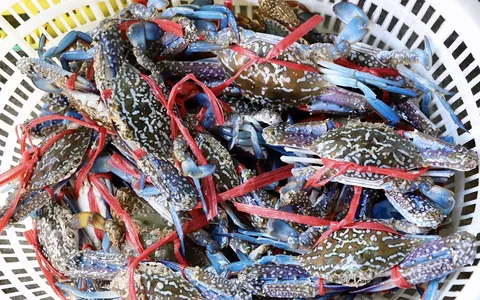 Xuất khẩu ghẹ Việt Nam tăng trưởng ấn tượng, thị trường Mỹ chiếm hơn 80% kim ngạch