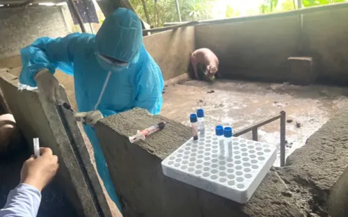 Khởi tố 3 đối tượng giết mổ lợn nhiễm dịch tả châu Phi để bán ra thị trường