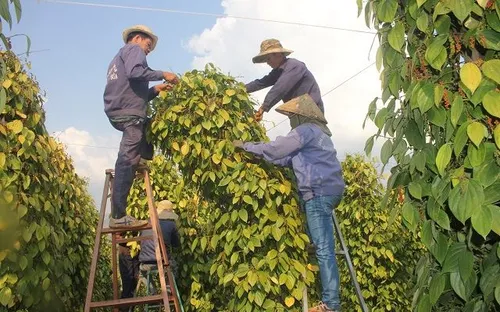 Bản tin nông sản hôm nay (23-6): Giá cà phê tăng nhẹ