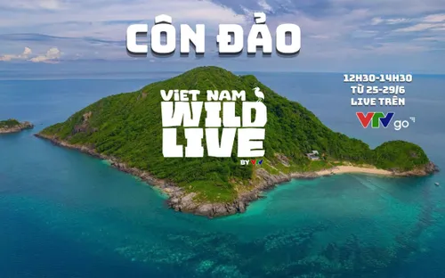 Vietnam Wild Live mở màn tại Côn Đảo: Đánh đổi kịch bản lấy khoảnh khắc nguyên sơ của tự nhiên