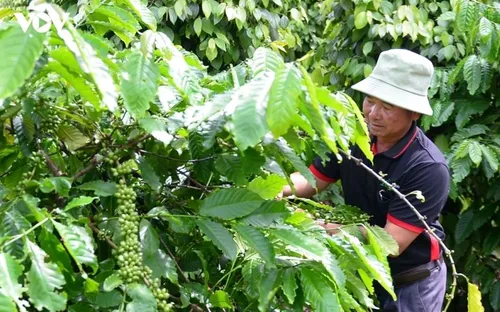 Bản tin nông sản hôm nay (25-6): Giá cà phê trong nước tăng mạnh
