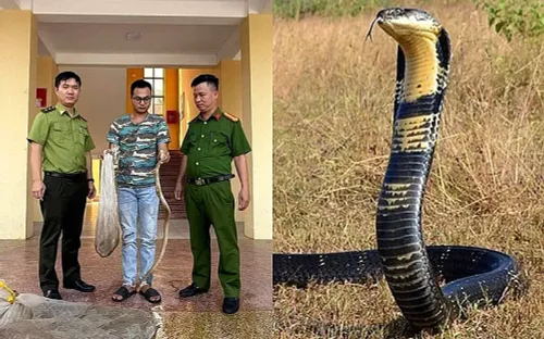 Kiểm tra nhà dân ở Ninh Bình, phát hiện 10 cá thể trăn và rắn hổ mang quý hiếm nuôi trái phép